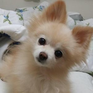 Meet your Posher, Grace